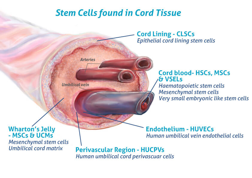 photo explaining stem cells found in cord tissue.