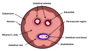 Umbilical Wharton’s Jelly MSCs